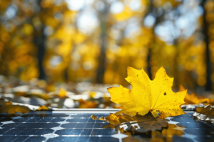 Solar Panel und Laub